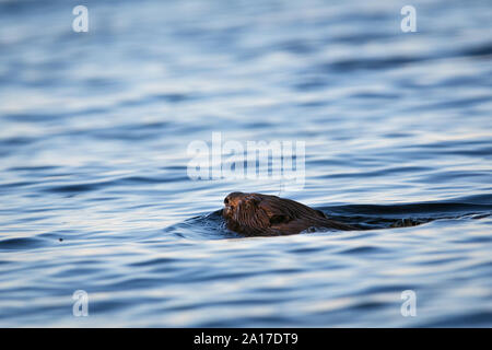 Biber schwimmen in einem See bei Sonnenuntergang Stockfoto