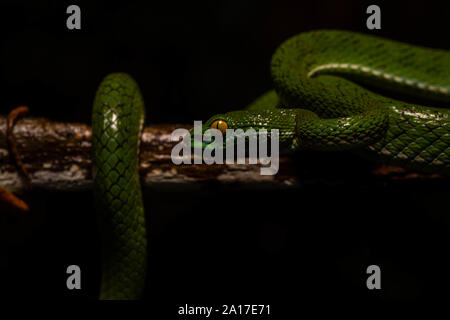 Große Augen Pitviper (Ein älterer Name macrops) von Khao Yai Nationalpark, Thailand. Stockfoto