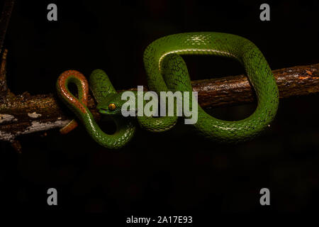 Große Augen Pitviper (Ein älterer Name macrops) von Khao Yai Nationalpark, Thailand. Stockfoto