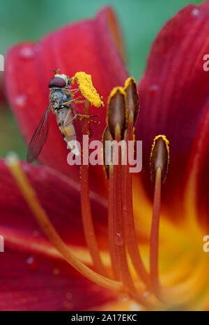 Episyrphus balteatus Marmalade hoverfly auf eine rote Lilie Blume nach dem Regen in den Garten Stockfoto