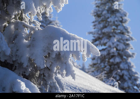 Ast in schwerem Schneefall, in den rumänischen Karpaten. Stockfoto