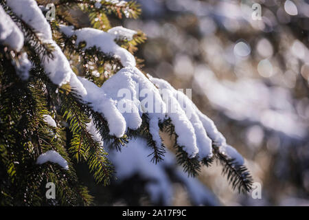Schmelzender Schnee auf Zweig an einem sonnigen Tag, in den rumänischen Karpaten. Stockfoto