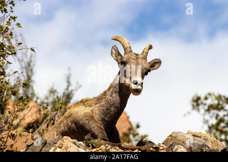 Bighorn Schafe darunter einige Lämmer in Waterton Canyon Colorado Stockfoto