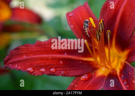 Episyrphus balteatus Marmalade hoverfly auf eine rote Lilie Blume nach dem Regen in den Garten Stockfoto