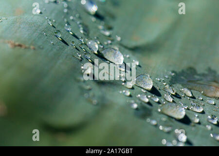 Kreative makro Farbfoto von vielen ruhenden Wassertropfen auf saftige Blätter (Agave americana) mit schmalen Tiefenschärfe. Stockfoto