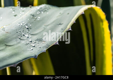 Kreative makro Farbfoto von vielen ruhenden Wassertropfen auf saftige Blätter (Agave americana) mit schmalen Tiefenschärfe. Stockfoto