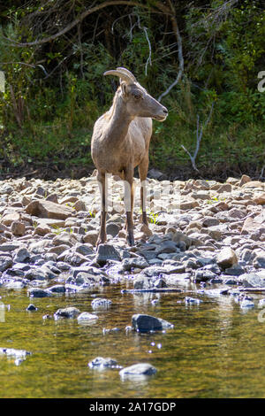 Bighorn Schafe darunter einige Lämmer in Waterton Canyon Colorado Stockfoto