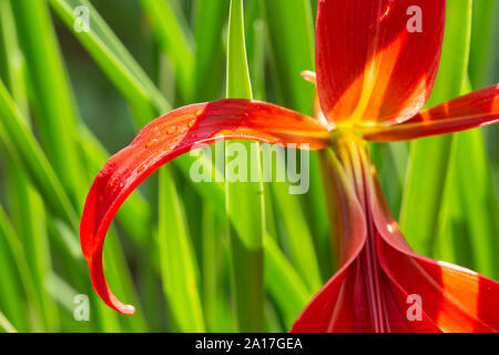 7/8 Farbe Makro Foto von einem roten Sprekelia formosissima Sprekelia Blütenblatt () in voller Blüte, mit Tautropfen auf Blütenblatt Oberfläche. Stockfoto