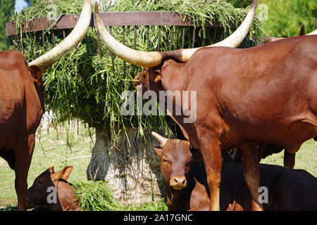 Blick auf eine Gruppe von Ankole-Watusi Kühe. Zwei Babys - Waden nach unten auf dem Boden unter dem Erwachsene Kühe in Bussolengo im ZOO Natur Park Viv legten ruhen Stockfoto