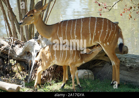 Nyala - tragelaphus Angasii nach Mutter und eine junge Frau im ZOO in Castel d'Azzano, Italien im Sommer 2019 Stockfoto