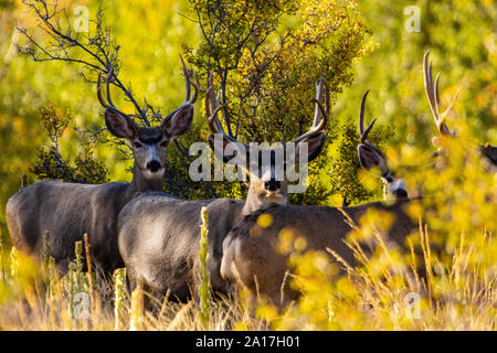 Herde Rehe Dollars wie die Farbe des Herbstes Ansätze im Hintergrund Stockfoto