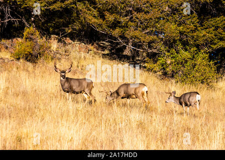 Drei buck Hirsch genießen einen Sonnenaufgang auf einem wunderschönen Colorado Anfang Herbst Tag Stockfoto