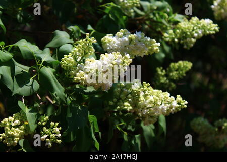 Das Bild zeigt die weißen Flieder im Garten. Stockfoto