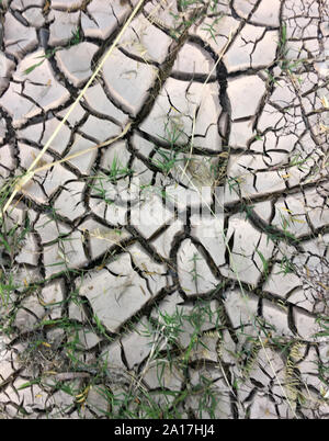 Trockener Erde nach einem langen, heißen Sommer mit wenig Regen Risse Stockfoto