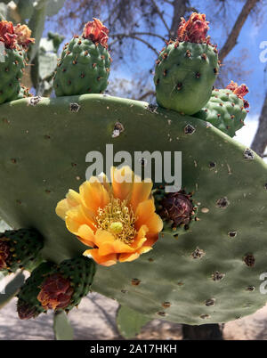 Goldene Blumen auf einem Rückgratlosen genießbare Nopales Kakteen in Tucson AZ Stockfoto
