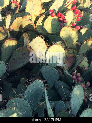 Engelmann Prickly Pear Kakteen während der fruchtbildung Jahreszeit in Tucson AZ Stockfoto