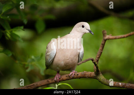 Wild collared dove Vogel saß auf einem Baum. Close up natürliches Image mit einem grünen Laub Hintergrund Stockfoto