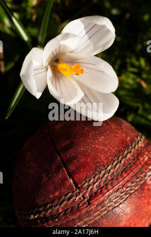 Während Crocus Blume über einen altmodischen roten Cricket Ball. Blumen Natur Nahaufnahme mit Sportausrüstung Stockfoto