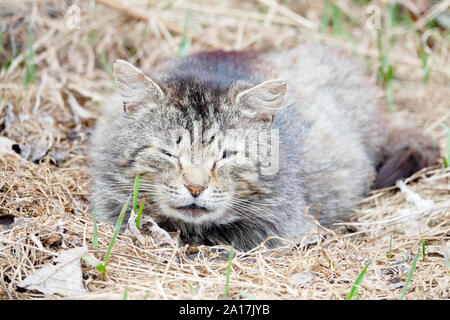 Obdachlose Dorf cat das Aalen in der Sonne liegen, mit geschlossenen Augen. Die Freude der guten Wetter im Frühling Stockfoto