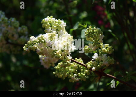 Das Bild zeigt die weißen Flieder im Garten. Stockfoto