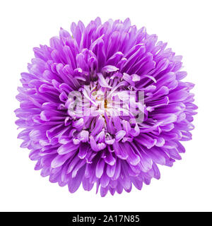 Lila aster Blume auf weißem Hintergrund, Ansicht von oben. Makro Bild für Grußkarten und verschiedene Feiertage Stockfoto