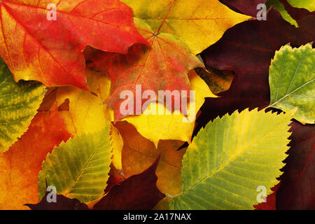 Hintergrund aus verschiedenen Blätter im Herbst von Ahorn, Esche und Birke, Ansicht von oben Stockfoto