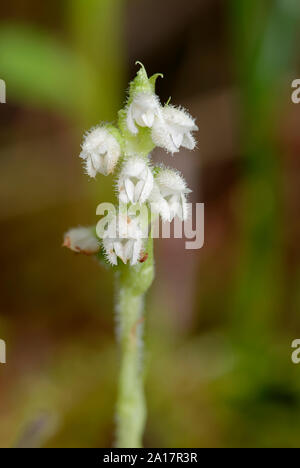 Schleichende Lady's-tresses-Goodyera repens Nahaufnahme der Blüte Spike Stockfoto