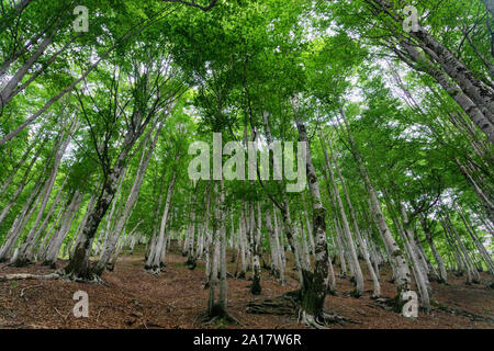 Bäume wachsen auf einem steilen Hang in der Albanischen Alpen in der Nähe von Theth, Albanien Stockfoto