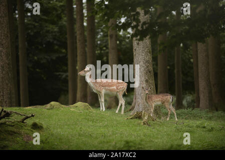 Damwild mit Baby im Wald Stockfoto