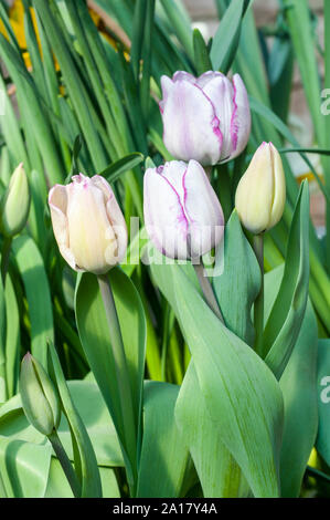 Gruppe von tulipa Shirley ein White Tulip mit violetten Rändern. Schüssel geformte Tulip vom Triumph tulip Gruppe Abteilung 3 Stockfoto
