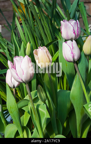 Gruppe von tulipa Shirley ein White Tulip mit violetten Rändern. Schüssel geformte Tulip vom Triumph tulip Gruppe Abteilung 3 Stockfoto