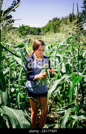 Ein junges Mädchen Kommissionierung Mais auf einem Michigan Farm Stockfoto