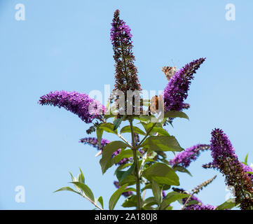 Schmetterlinge Distelfalter Cynthia cardui Fütterung auf ein buddleja oder Schmetterling Bush vor blauem Himmel Wildlife und Natur in ihrer natürlichen Umgebung Stockfoto