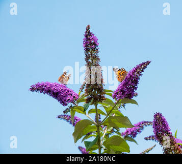 Schmetterlinge Distelfalter Cynthia cardui Fütterung auf ein buddleja oder Schmetterling Bush vor blauem Himmel Wildlife und Natur in ihrer natürlichen Umgebung Stockfoto