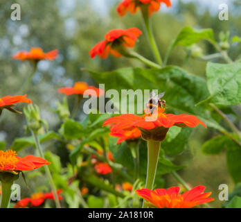 Hummel Bombus terrestris Pollen sammeln von Helenium Blume, Flügel und Antennen detail Tier- und Pflanzenwelt und Natur in ihrer natürlichen Umgebung Stockfoto