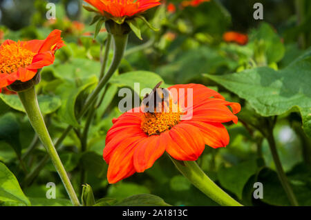 Hummel Bombus terrestris mit Zunge, Pollen sammeln von Helenium Blumen- und Pflanzenwelt und Natur in ihrer natürlichen Umgebung Stockfoto