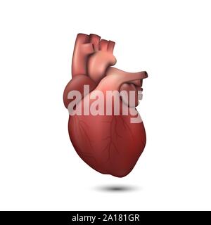 Vector 3d Realistische Gesundheit Herz Modell Symbol Closeup isoliert auf weißem Hintergrund. Design Template von Organ des Menschen Anatomie, medizinische Konzept. Ansicht von vorn Stock Vektor