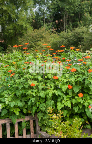 Große Büschel der Helenium mit orange Zungenblüten und gelben Scheibenblüten wächst in einem Grenzgebiet eine Staude, die volle Sonne mag und ist vollkommen winterhart Stockfoto