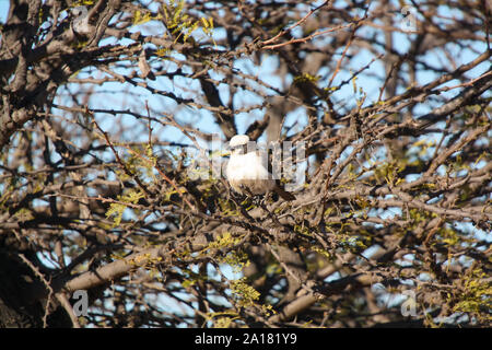 Southern White - gekrönte Shrike (Eurocephalus anguitimens) Stockfoto