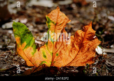 Bunte Herbst Blätter auf dem Boden in der Hintergrundbeleuchtung sieht aus wie eine Flamme Stockfoto