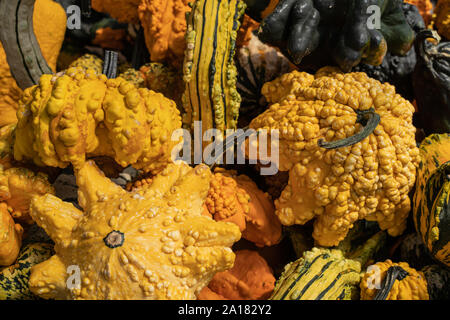 Nahaufnahme der Kürbisse in Farmer's Market, bereit für Halloween und Thankgiving Dekorationen abgeholt zu werden. Stockfoto