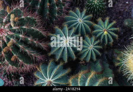 Grünen Kaktus mit lila Stein Hintergrund im Botanischen Garten Stockfoto