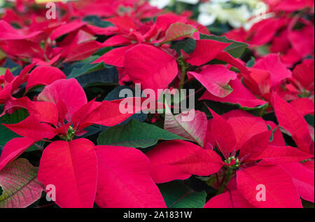 Schönen roten Weihnachtsstern im Gewächshaus, für die Weihnachtssaison bereit. Stockfoto