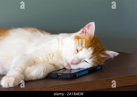 Die Katze schlief, ruhige Musik, seinen Kopf auf das Telefon. Stockfoto