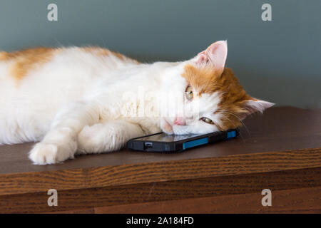 Die Katze schlief, ruhige Musik, seinen Kopf auf das Telefon. Stockfoto