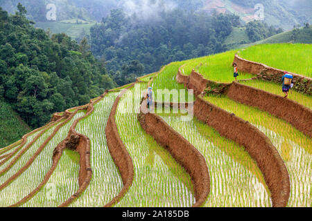 Schwarze Hmong Frauen und Mädchen in einem Reis Terrasse in Me Cang Chai, Yen Bai Provinz, im nordwestlichen Teil von Vietnam. Stockfoto