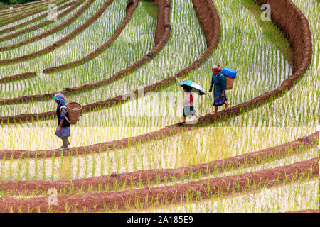 Schwarze Hmong Frauen und Mädchen in einem Reis Terrasse in Me Cang Chai, Yen Bai Provinz, im nordwestlichen Teil von Vietnam. Stockfoto