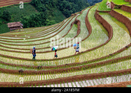 Schwarze Hmong Frauen und Mädchen in einem Reis Terrasse in Me Cang Chai, Yen Bai Provinz, im nordwestlichen Teil von Vietnam. Stockfoto