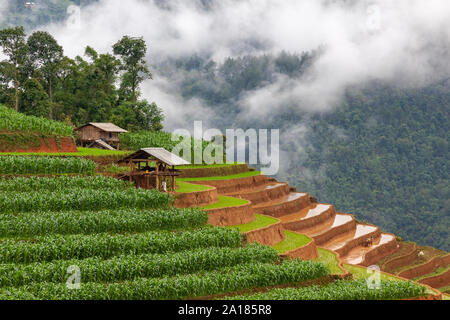 Reisterrassen und Maisfeldern in Me Cang Chai, Yen Bai Provinz, im nordwestlichen Teil von Vietnam. Stockfoto