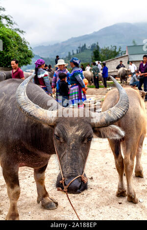 Büffel am Sonntag Markt in Bac Ha Stadt, in Lao Cai Provinz, in den bergigen nordwestlichen Vietnam. Viele ethnische Stämme kommen hier zusammen am Markttag Stockfoto